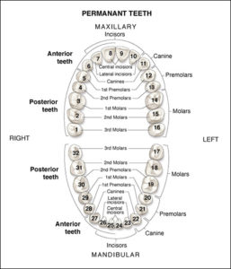 Tooth Chart - Enable Dental