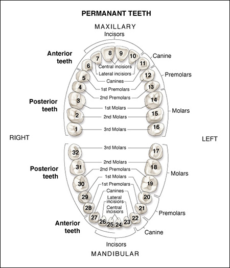  Tooth  Chart Enable Dental