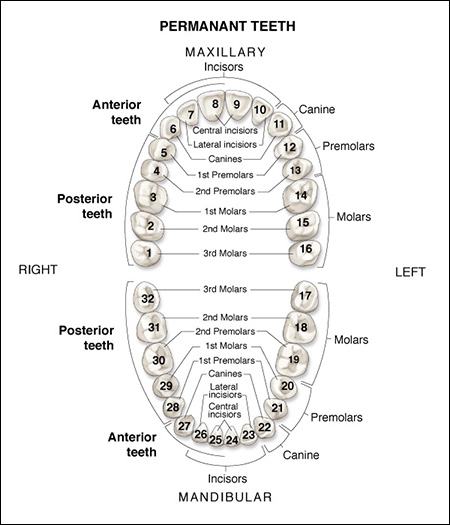 Tooth Number Diagrams