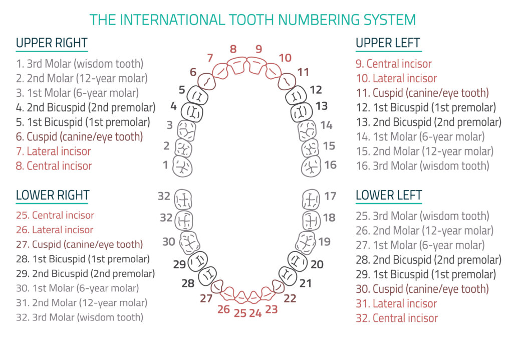 Tooth Chart | Enable Dental, Inc.