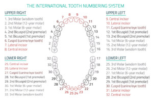 Tooth chart with the International Numbering System for Teeth