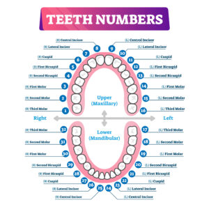 teeth numbers and surfaces